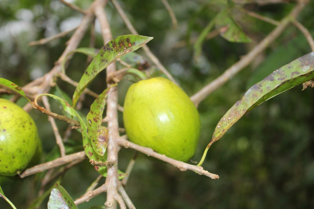 Pouteria campechiana (Kunth) Baehni
